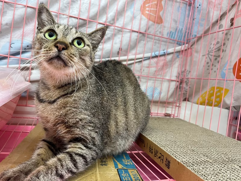 Tabby adult female mixed-breed cat, Medium, shelter no. …2004