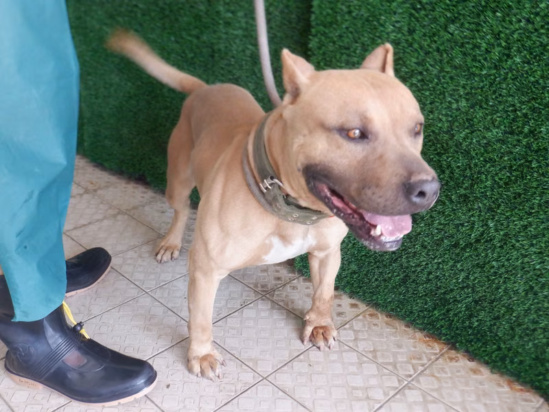 Tan adult male American Pit Bull Terrier, Medium, shelter no. …1768