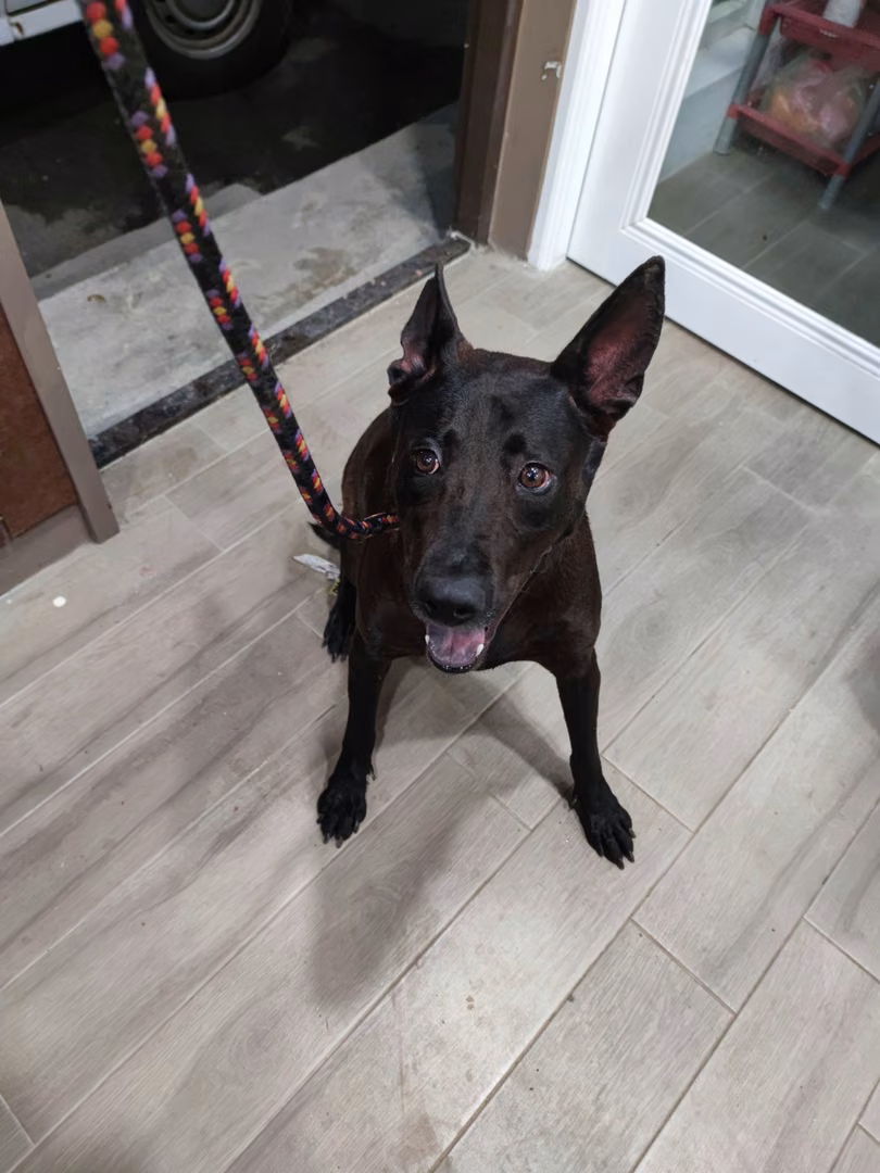 Black adult female mixed-breed dog, Medium, shelter no. …6001
