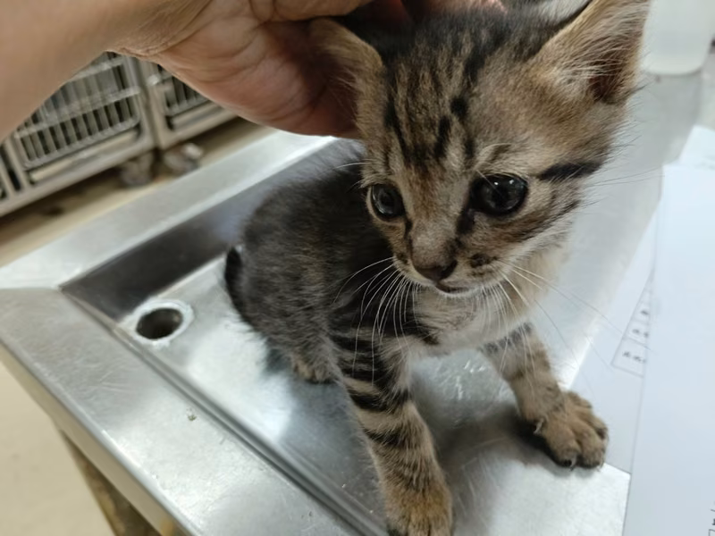 Black tabby young male mixed-breed cat, Small, shelter no. …6004