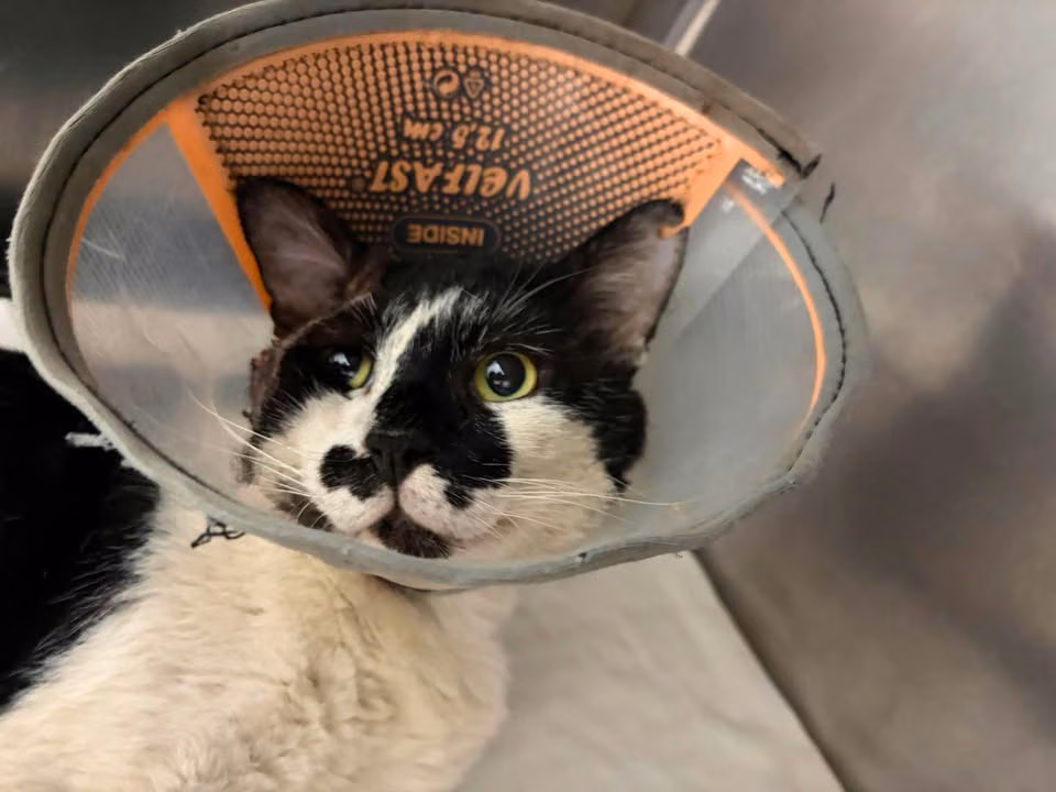 Black-and-white adult male mixed-breed cat, Medium, shelter no. …0902