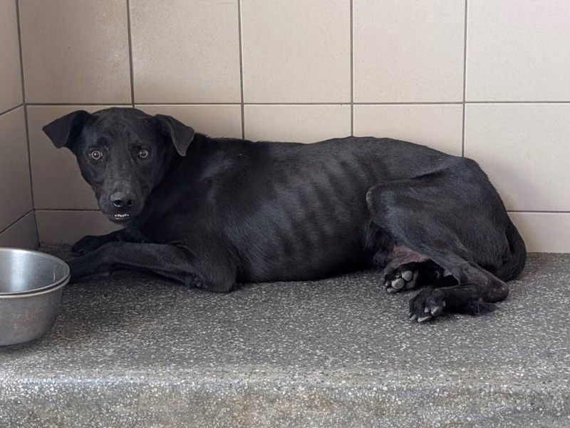 Black adult male mixed-breed dog, Large, shelter no. …1003