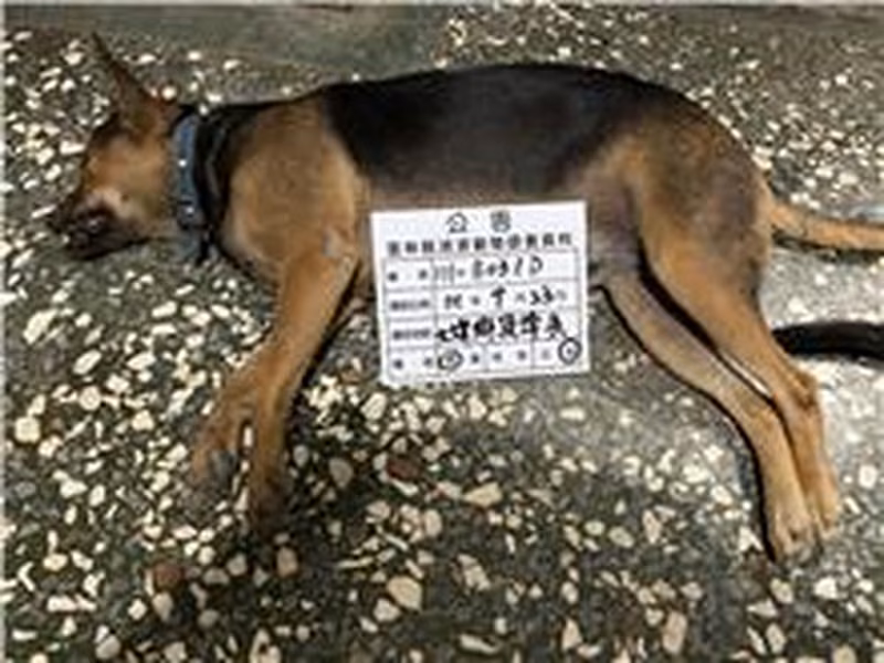 Black-and-brown adult female mixed-breed dog, Large, shelter no. …031D
