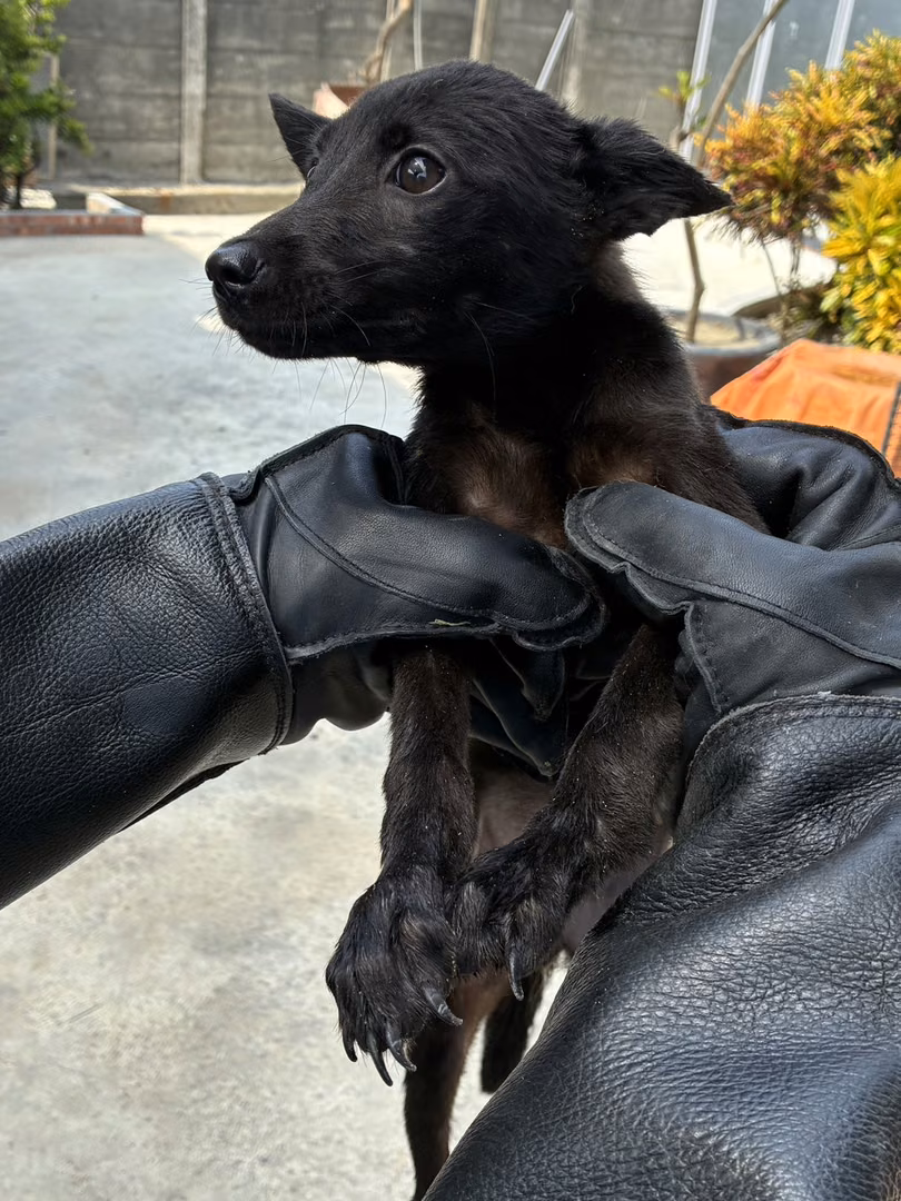 Black young female mixed-breed dog, Small, shelter no. …7019