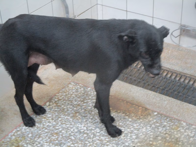 Black adult female mixed-breed dog, Large, shelter no. …5A25