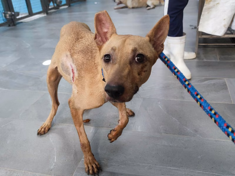 Tan adult female mixed-breed dog, Medium, shelter no. …4001