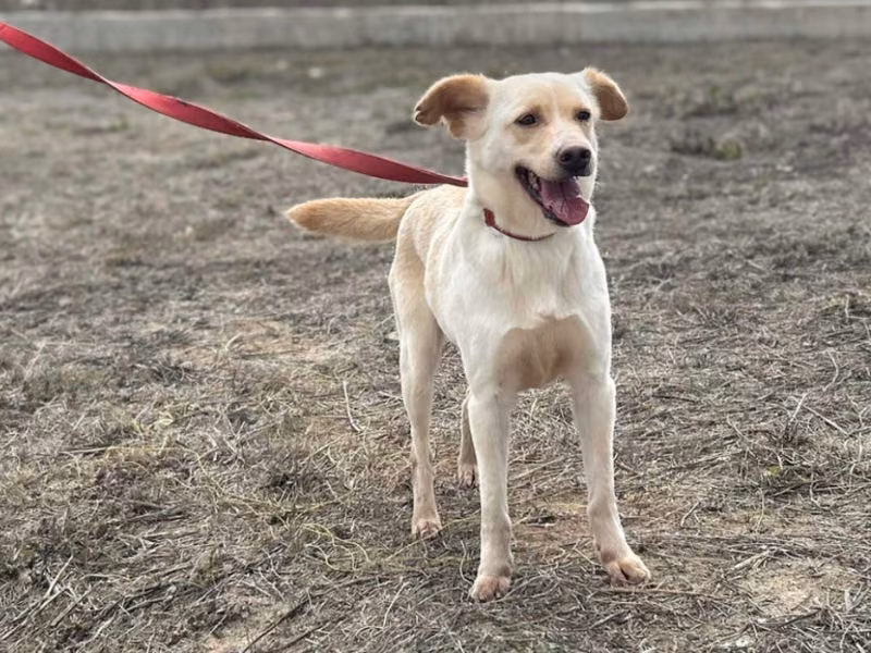 White adult female mixed-breed dog, Large, shelter no. …2008