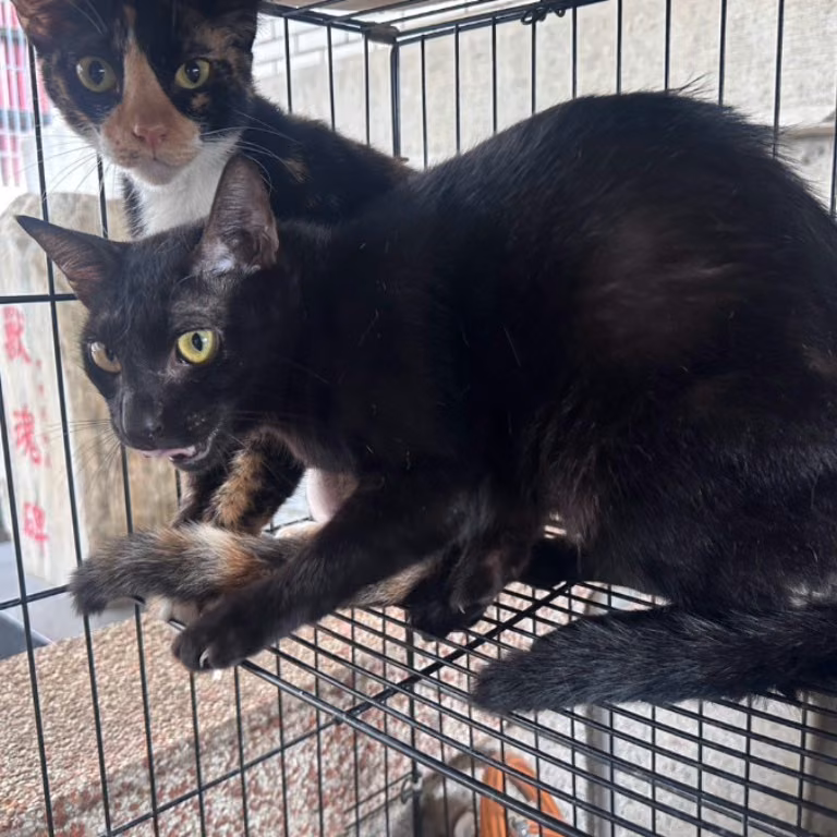 Gato mestizo macho adulto (negro), Mediano, refugio n.º …1042