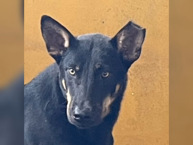 Chien croisé mâle adulte (noir et fauve), Grand, refuge n° …5013