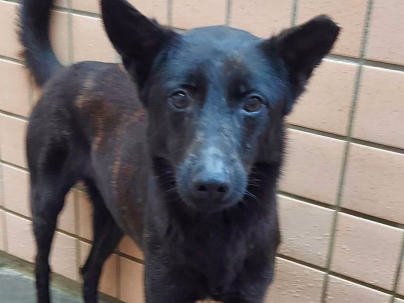 Black adult female mixed-breed dog, Medium, shelter no. …6001
