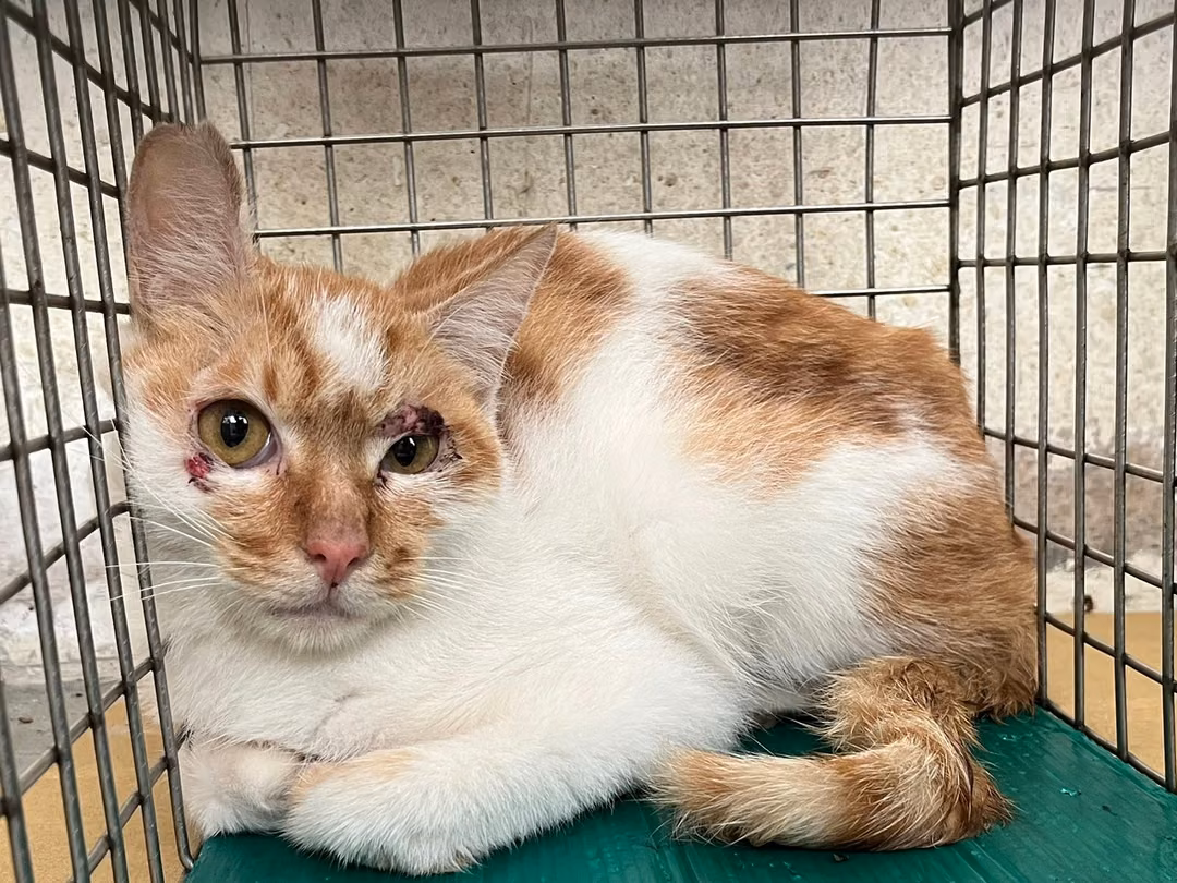 Orange-and-white adult male mixed-breed cat, Medium, shelter no. …1304