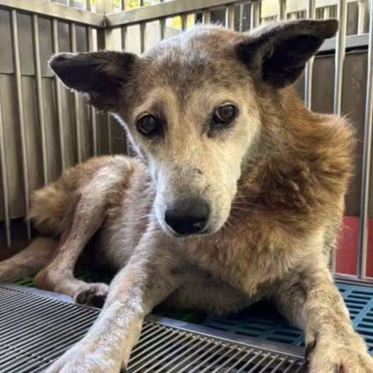 Tan-and-white adult female mixed-breed dog, Medium, shelter no. …3001