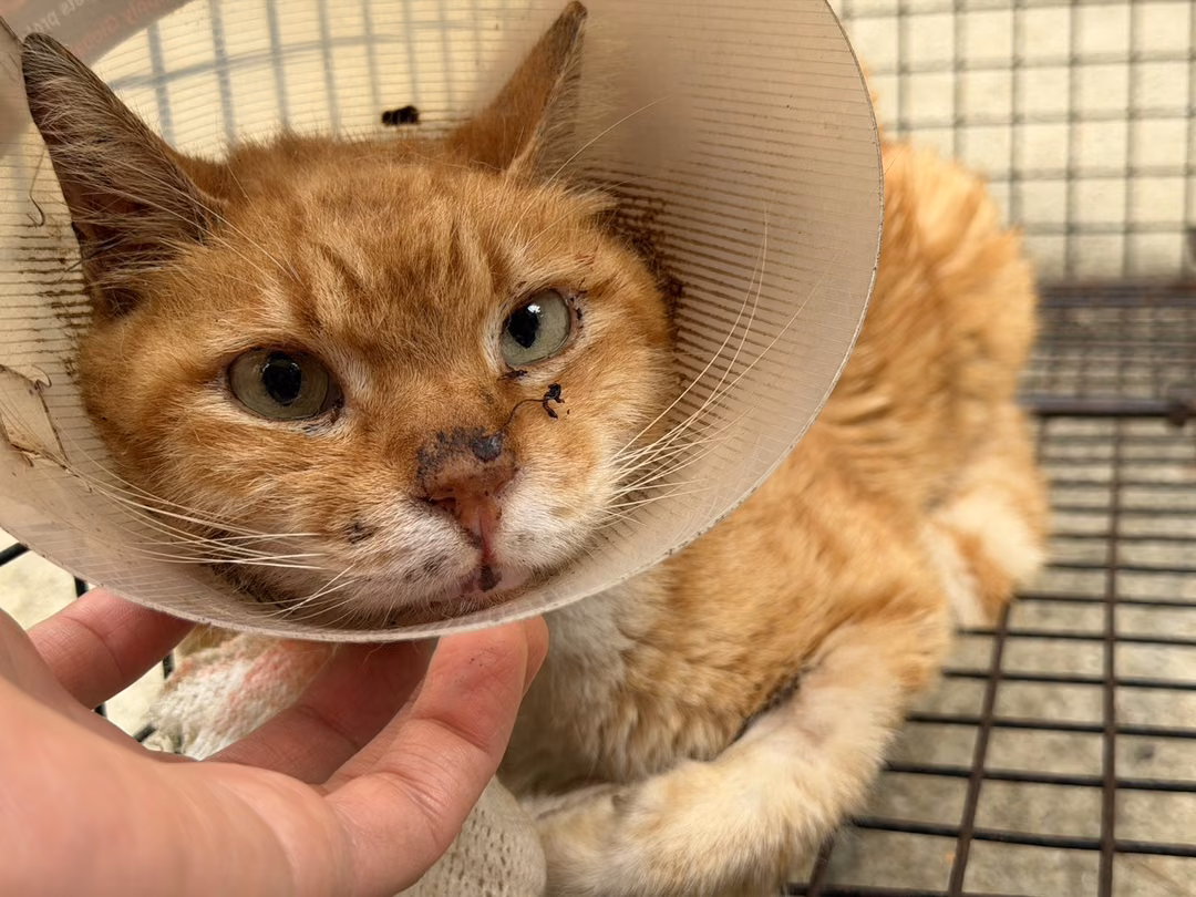 Orange tabby adult male mixed-breed cat, Medium, shelter no. …7003