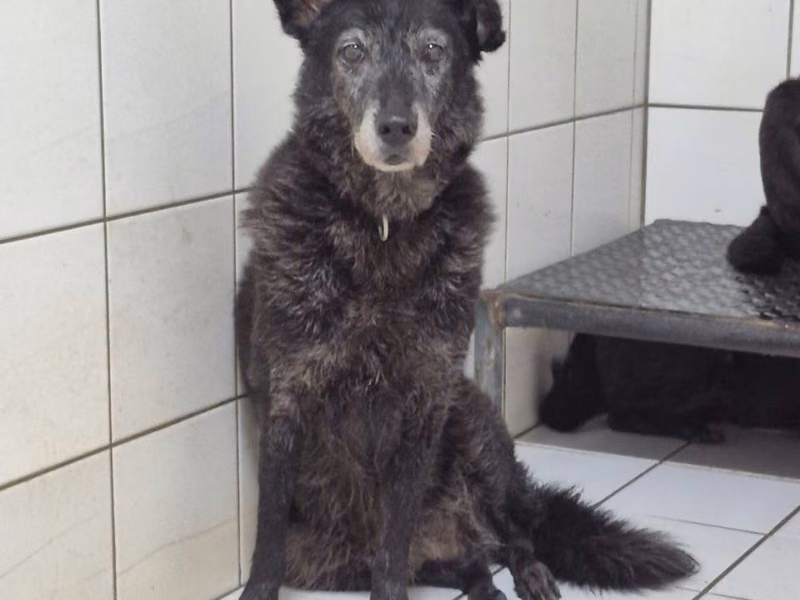 Adult female mixed-breed dog, Medium, shelter no. …1605