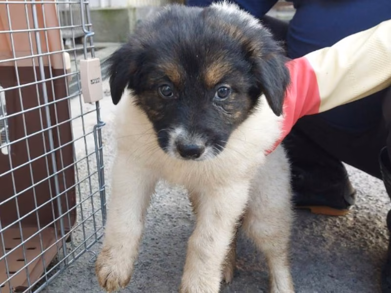 Black-and-white young male mixed-breed dog, Medium, shelter no. …5001