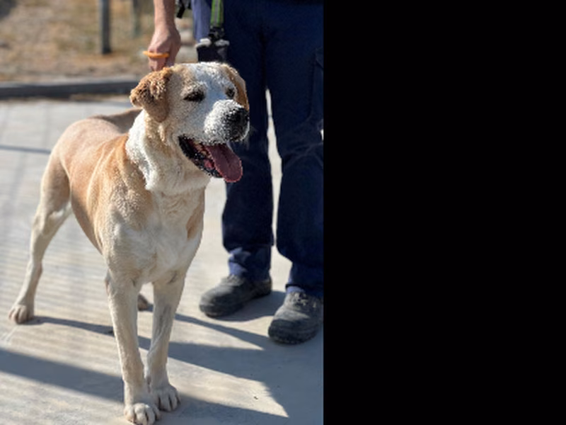 Duque, Senior · Male · Large · Mixed breed