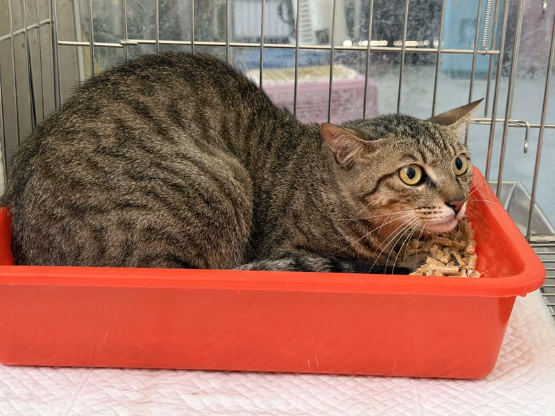 Tabby adult male mixed-breed cat, Medium, shelter no. …3002