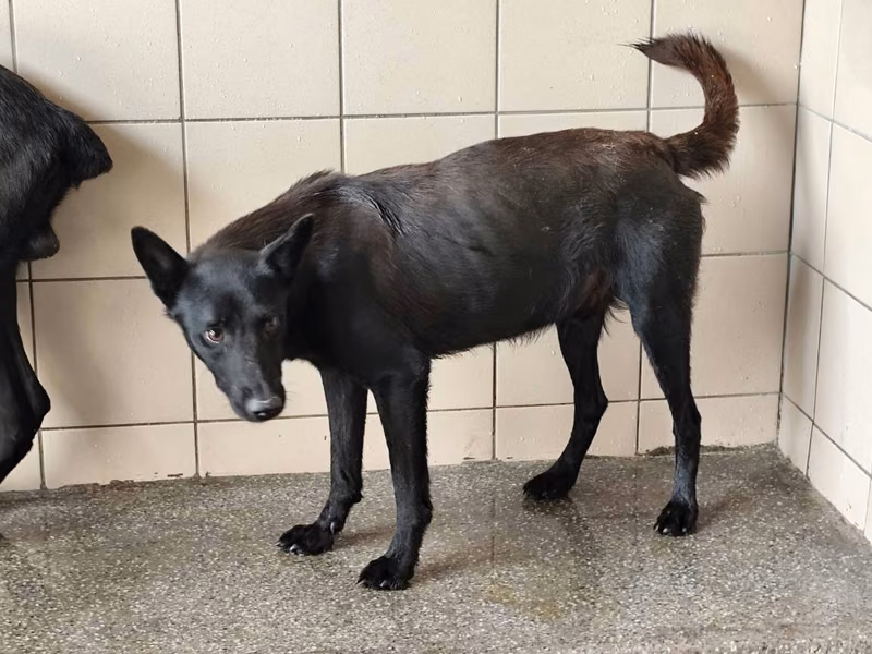 Black adult male mixed-breed dog, Large, shelter no. …2902