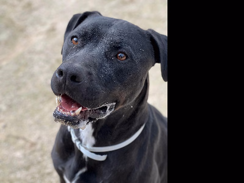 Almunio, Adult · Male · Large · American Staffordshire Terrier