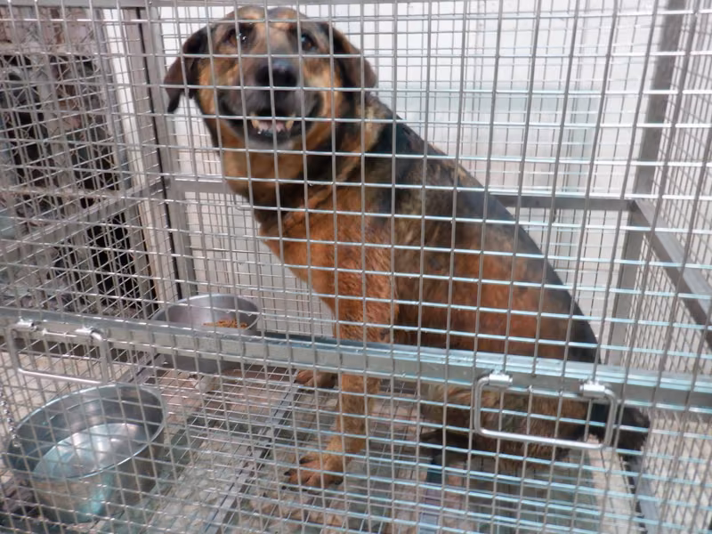 Tan adult male mixed-breed dog, Medium, shelter no. …6892