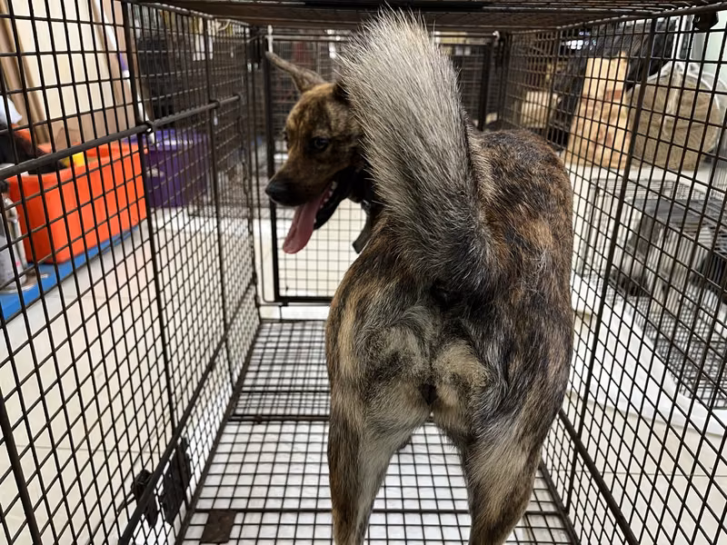 Tabby adult female mixed-breed dog, Medium, shelter no. …4D01
