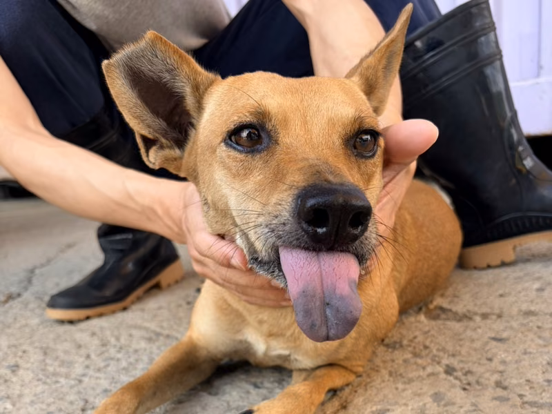 Tan adult female mixed-breed dog, Medium, shelter no. …0001