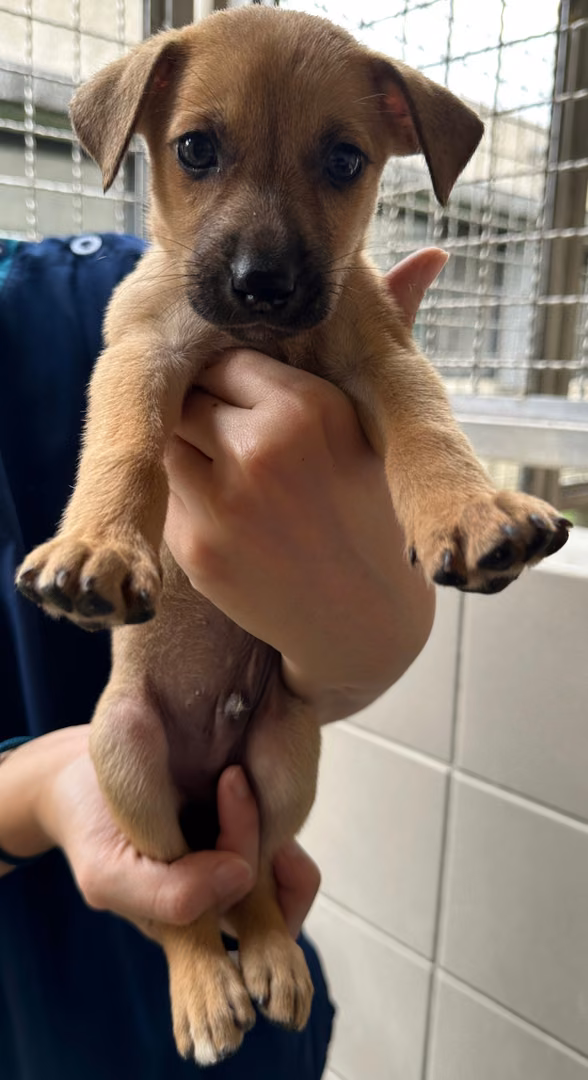 Tan young male mixed-breed dog, Medium, shelter no. …3008