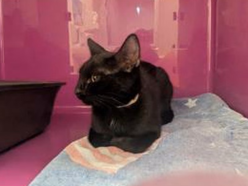 Black young female European Shorthair, shelter no. …4444