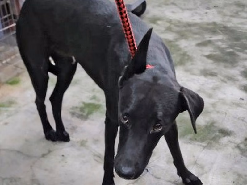 Black adult male mixed-breed dog, Medium, shelter no. …6006