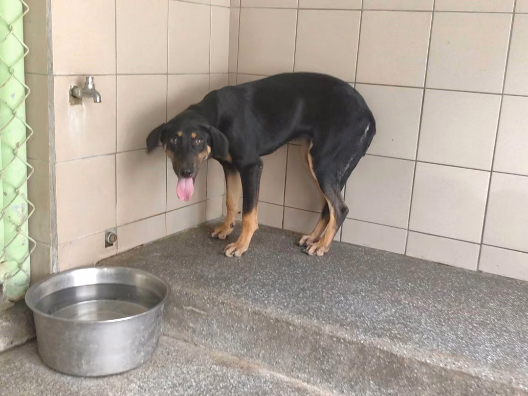 Black adult female mixed-breed dog, Large, shelter no. …1404