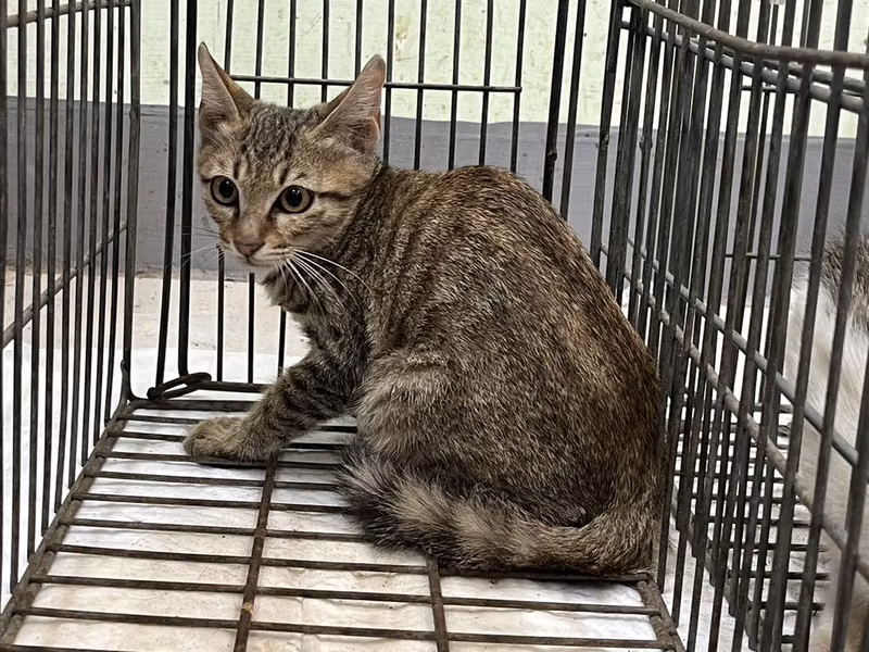 Young male mixed-breed cat, Small, shelter no. …2C07