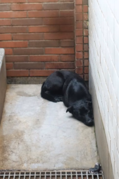 Black adult female mixed-breed dog, Large, shelter no. …0433