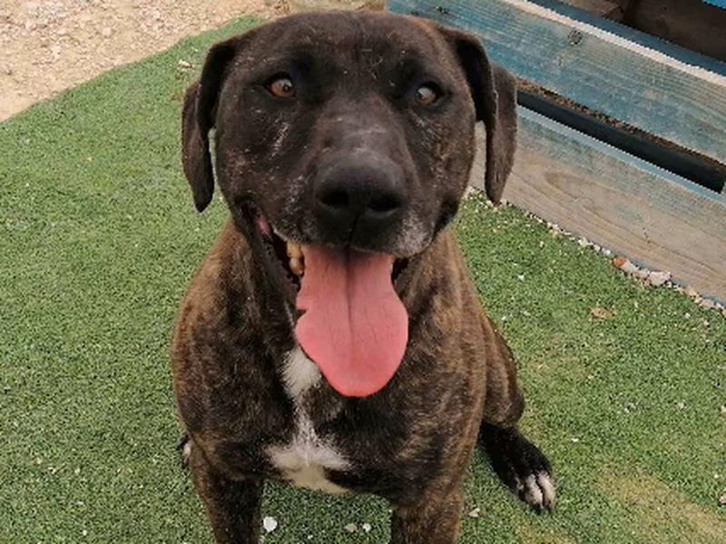 Ara, Senior · Female · Medium · Mixed breed