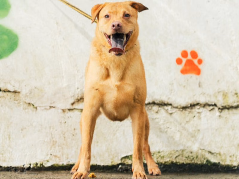 Tan adult male mixed-breed dog, Medium, shelter no. …0002