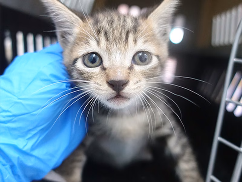 Tabby young mixed-breed cat, Small, shelter no. …0822