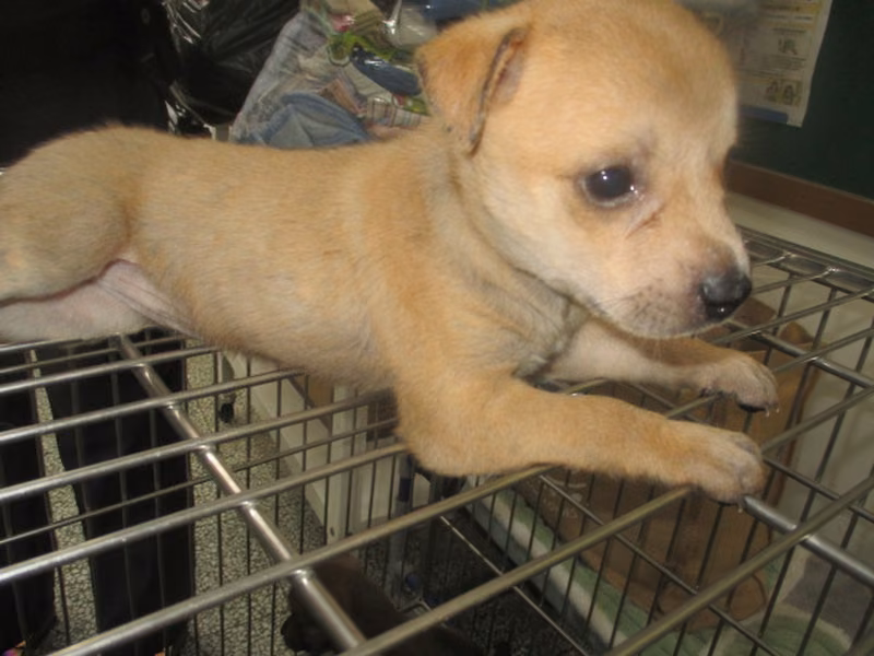 Tan young female mixed-breed dog, Small, shelter no. …1001