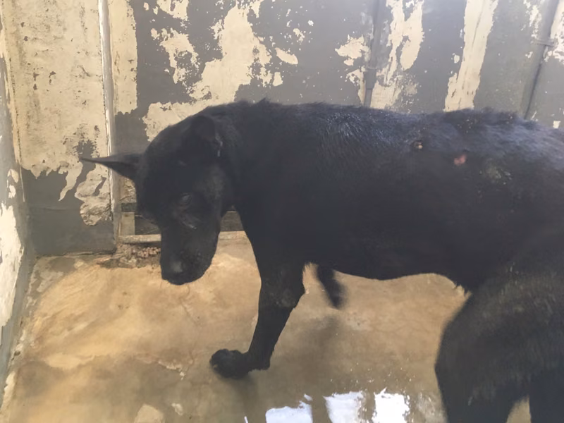 Black adult male mixed-breed dog, Medium, shelter no. …8001