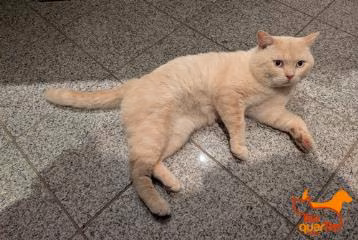 Male British Shorthair, shelter no. …4341
