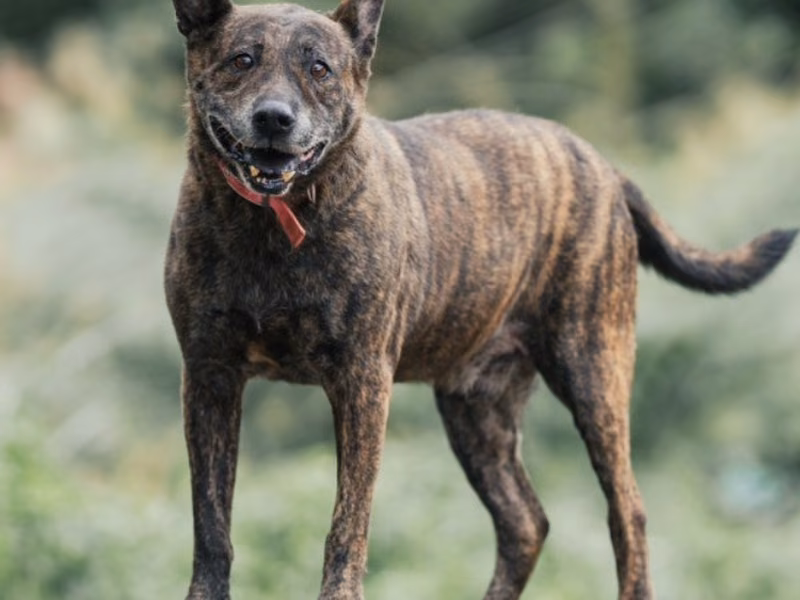 Tabby adult male mixed-breed dog, Large, shelter no. …1004