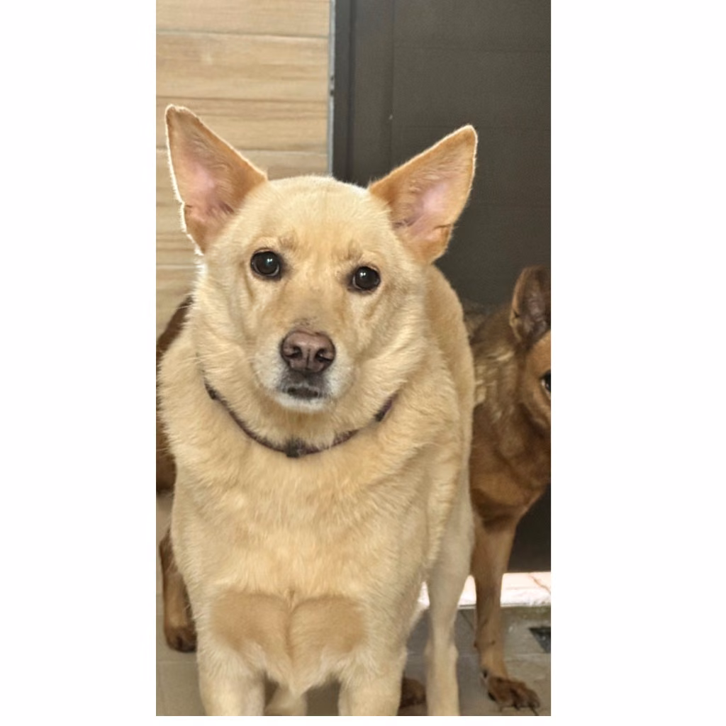 Tan-and-white adult male mixed-breed dog, Medium, shelter no. …0024