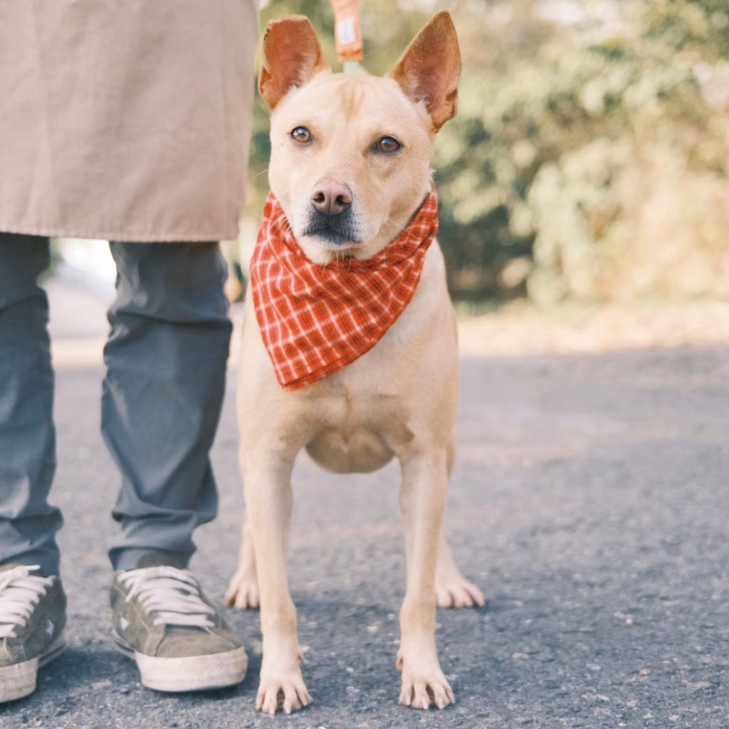 Tan adult female mixed-breed dog, Medium, shelter no. …9009