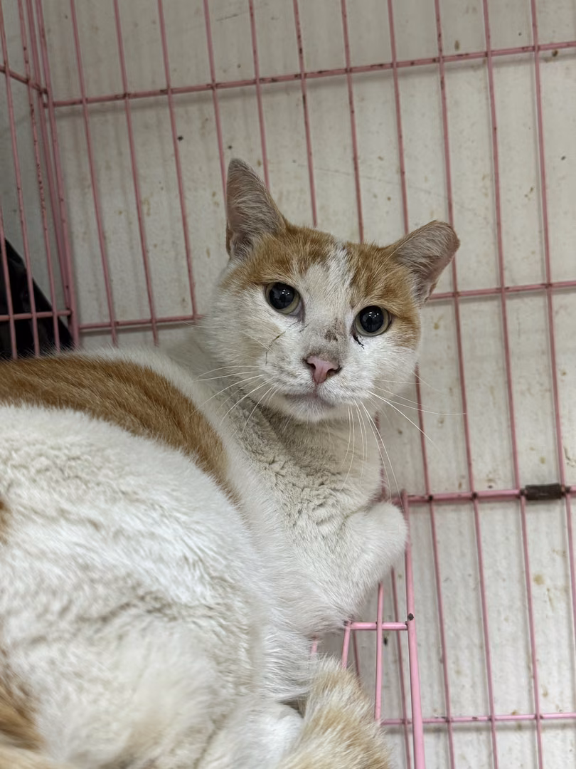 Orange-and-white adult male mixed-breed cat, Large, shelter no. …1001
