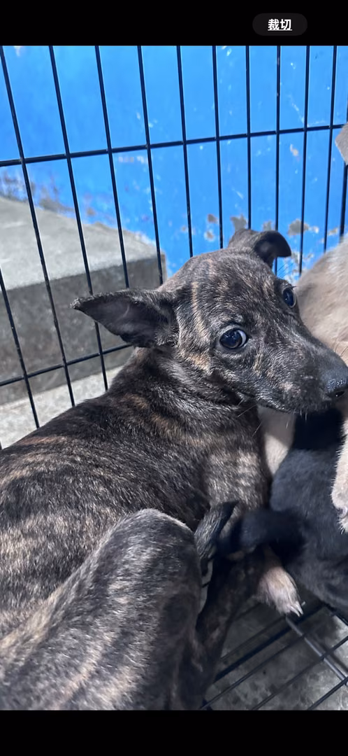 Tabby young female mixed-breed dog, Small, shelter no. …4004