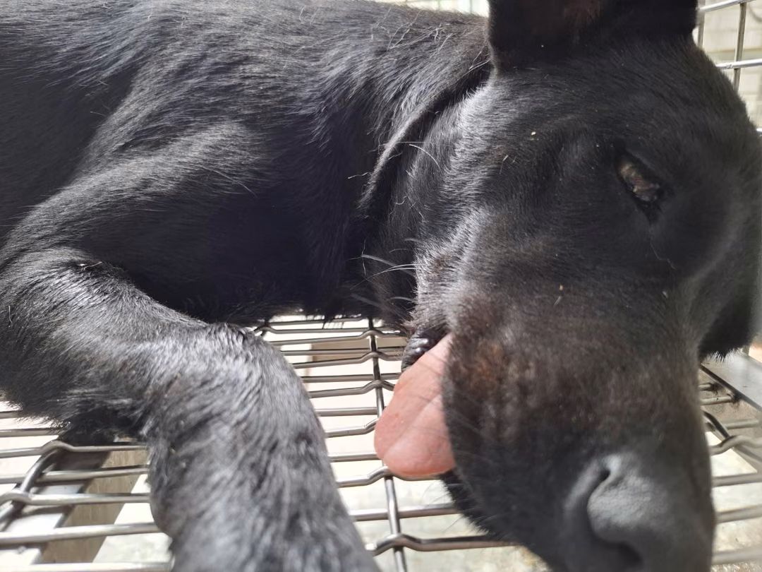 Black adult female mixed-breed dog, Medium, shelter no. …4-07