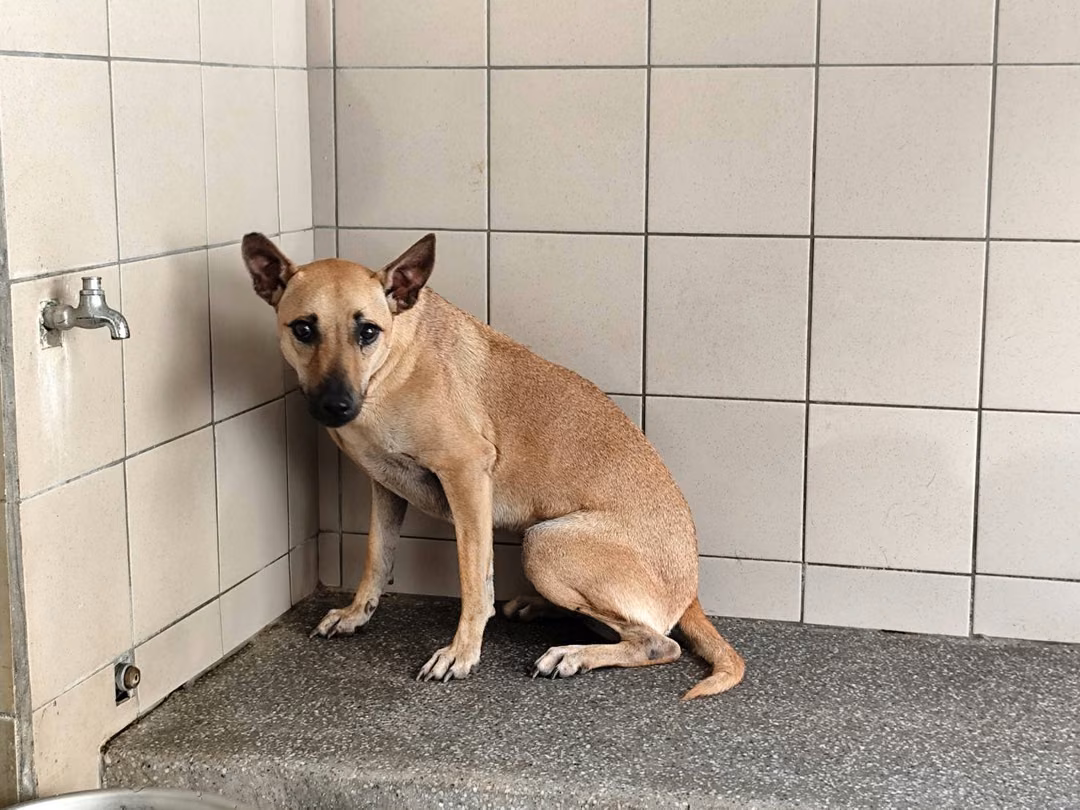 Tan adult female mixed-breed dog, Large, shelter no. …0403