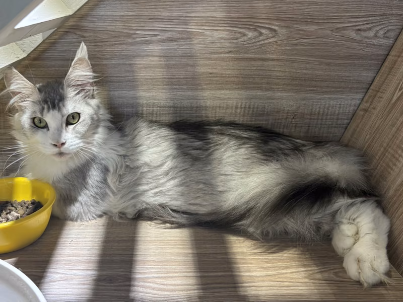 Gray-and-white adult female Maine coon, Large, shelter no. …6011