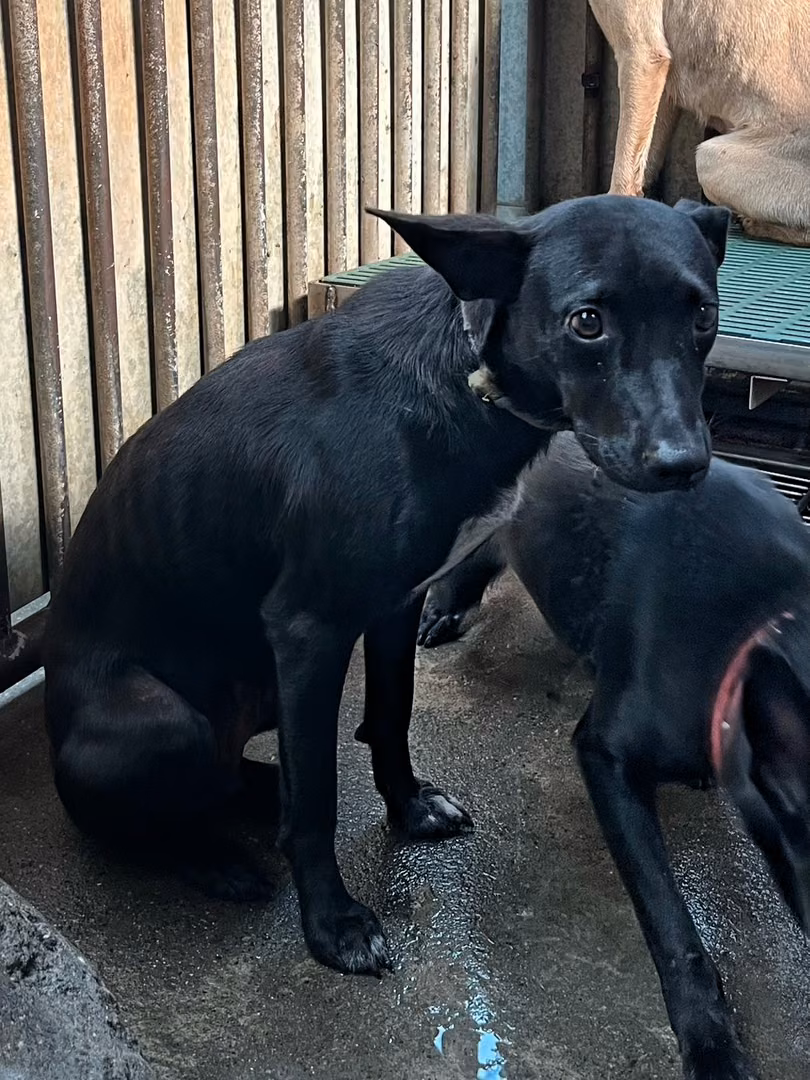 Black adult female mixed-breed dog, Medium, shelter no. …6003