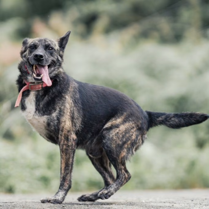 Black-and-white adult male mixed-breed dog, Large, shelter no. …4001