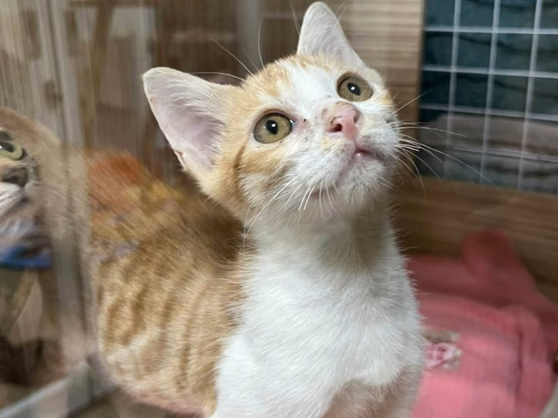 Young male mixed-breed cat, Small, shelter no. …7-04
