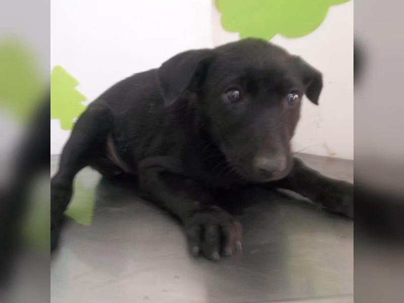 ミックス犬(メス・成犬・黒)、大型, 施設番号 …2702